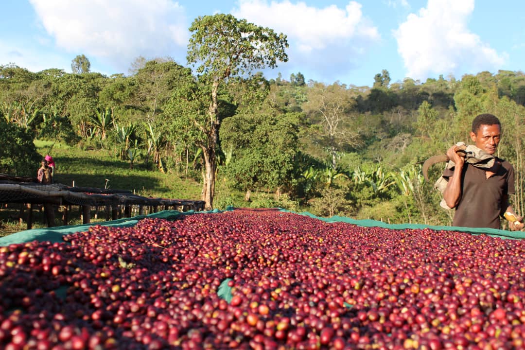 Ethiopia Seasonal Filter — image 3